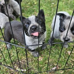 Australian Cattle Dog Puppies from Blue Steel Cattle dogs