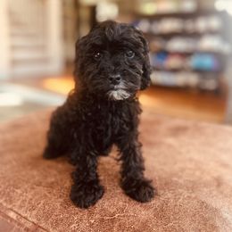 Boomer - Black and white male Cavapoo puppy in Strasburg, Pennsylvania from Still Water Puppies
