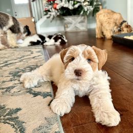 Miniature Schnauzer Puppies from Dixie Pearl Schnauzers