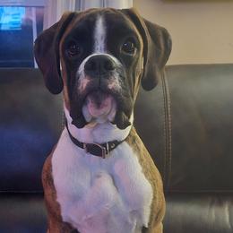 Boxer All Grown Up from Rorschach Boxers