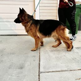 Luna - German Shepherd