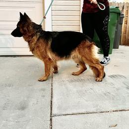 Luna - German Shepherd
