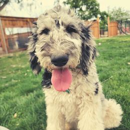 Goldendoodles from Blue Moon Doodles