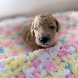 White Collar Girl - Apricot female Goldendoodle puppy in Lenoir City, Tennessee from Niya’s Doodles