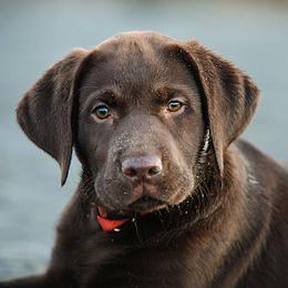 Madison (Maddie May) - Chocolate female Labrador Retriever puppy in Surprise, Arizona from Wizedogs Labradors