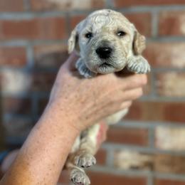 Air - Cream male Poodle puppy in St. Johnsbury, Vermont from Poodles of the Northern Woods