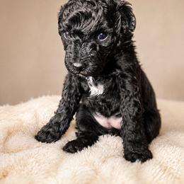 Deja - Black female Poodle puppy in Lancaster, South Carolina from Semone’s Poodles
