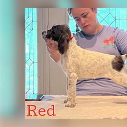Red - Liver and white female German Wirehaired Pointer puppy in Umatilla, Florida from Double D Picards and GWPs