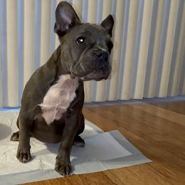 French Bulldog Puppies from French OG Los Ángeles