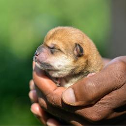 Boy 1 - Red male Shiba Inu puppy in Hephzibah, Georgia from Evenfalls Shiba Inu