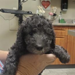 Boy 2 - male Bedlington Terrier puppy in Spring, Texas from Dreamcatcher Bedlingtons