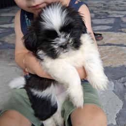 Rex - Black and white male Shih Tzu puppy in Lebanon, Pennsylvania from Stoney Acre Farms