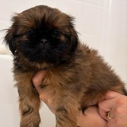 Boy 2 - Chocolate and tan male Shih Tzu puppy in Lynnwood, Washington from Caroline's Shih Tzus