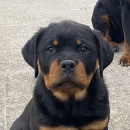 Border Collie and Rottweiler Puppies from KJB Kennels