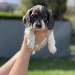 Sherlock - Blue and cream male Dachshund puppy in Brooksville, Florida from Dip N Doxies