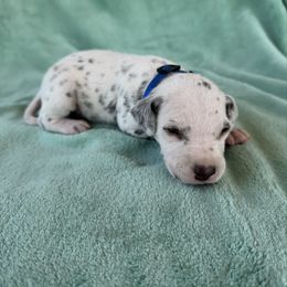 Blue - White and black male Dalmatian puppy in Lockhart, Texas from Haus of Dals