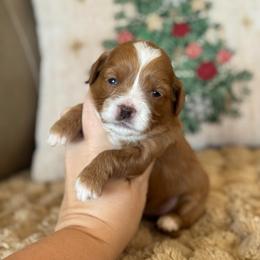 Joy - Red  female Goldendoodle puppy in Wharton, Texas from Little Fur Friends