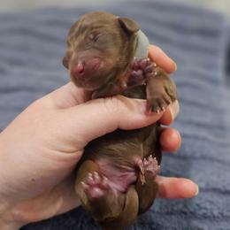 Sterling - Chocolate and tan male Dachshund puppy in Loganville, Georgia from Royal Dackel Haus
