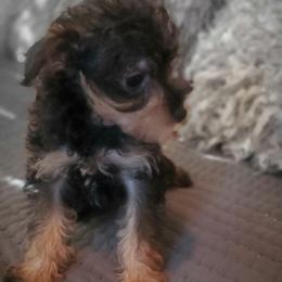 Nugget - Sable female Schnoodle puppy in Arkansas from Harper's Pups