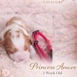 Cavalier King Charles Spaniels from Comfort Royalty Cavaliers