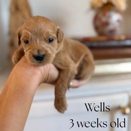 Wells - Apricot male Goldendoodle puppy in Wilson, North Carolina from Cedar Creek Doodles