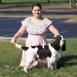 Emma Beal - English Springer Spaniel