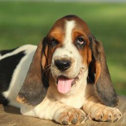 Male 1 - Black white and brown male Basset Hound puppy in Georgia from Huff's Hounds