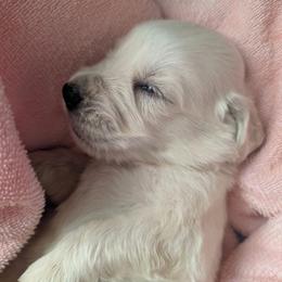 Blue Boy - Light golden male Golden Retriever puppy in Peoria, Arizona from Nordic Woof's Golden Retrievers