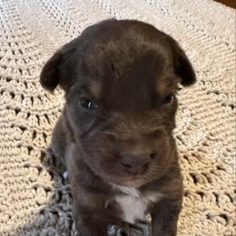 Red-tri female1 - Red tri-color female Australian Shepherd puppy in Shoshone, Idaho from Copper Rose Kennel