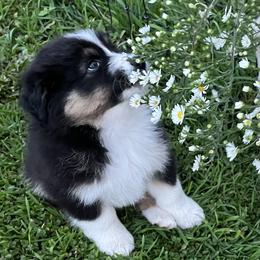 Australian Shepherd Puppies from SnowRidge Australian Shepherds