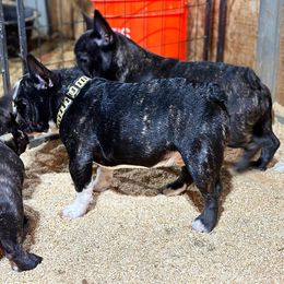 French Bulldog and Labrador Retriever Puppies from Desiree Ortiz's French Bull Dogs and Labrador Retrievers