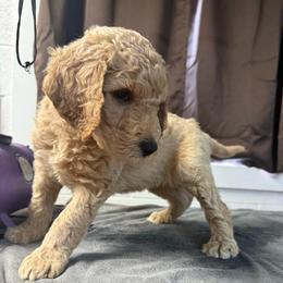 Blue Collar - Apricot male Goldendoodle puppy in Winchester, Tennessee from Mahaffey’s Doodles