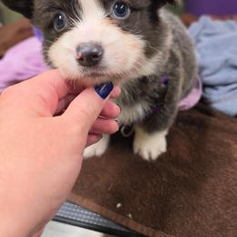Nacho - Gray and white male American Corgi puppy in Mansfield, Ohio from Moonrise corgis