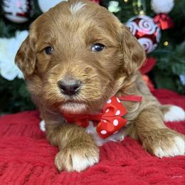 Yola -Red collar female - Red  female Goldendoodle puppy in Yuciapa, California from AlltheDoodlez_