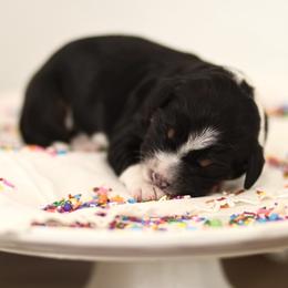 Crumb - male Australian Mountain Doodle puppy in Spanish Fork, Utah from Little Puppy Co.