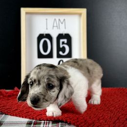 Dachshund Puppies from Queen of Weens Dachshunds