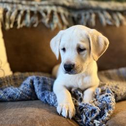 Arrow - Yellow male Labrador Retriever puppy in Sweet Home, Oregon from Knotty Creek Labradors