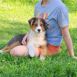 Steel - Dilute blue male Australian Shepherd puppy in Croswell, Michigan from Platinum Edition Australian Shepherds