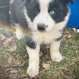Border Collie Puppies from Beloved Border Collies