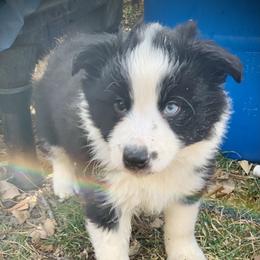 Border Collie Puppies from Beloved Border Collies
