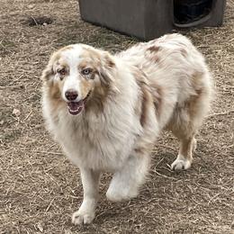 Scout - Australian Shepherd