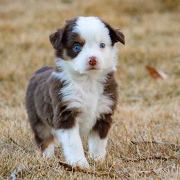 Ainslie - Red tri female Miniature Australian Shepherd puppy in Blackfoot, Idaho from Bellewynd Acres
