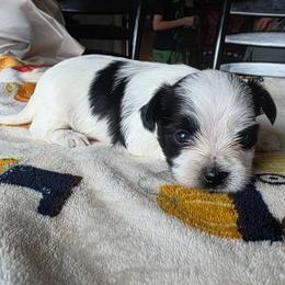 Panda - Parti male Yorkshire Terrier puppy in Lakeland, Florida from You Me & The Yorkies