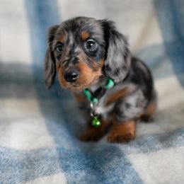 Dachshund Puppies from Paradox Dachshunds