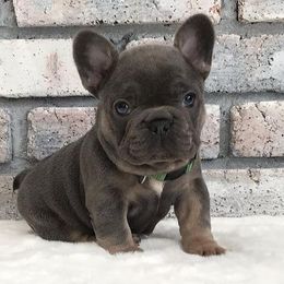 French Bulldogs from Fabulous Frenchies