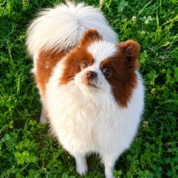 Daffy - Pomeranian