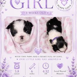 Puppy 2 lavender - Black and white female Shih Tzu puppy in Buxton, Maine from Shih Tzu Junction