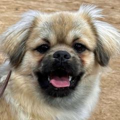 Rudy - Tibetan Spaniel