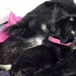 Pink Collar - Pepper and salt female Giant Schnauzer puppy in Cloverdale, Ohio from House of Roth Giant Schnauzers