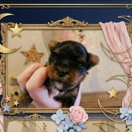 Rori - Black and tan male Yorkshire Terrier puppy in Moses Lake, Washington from Harmony Hills Yorkies